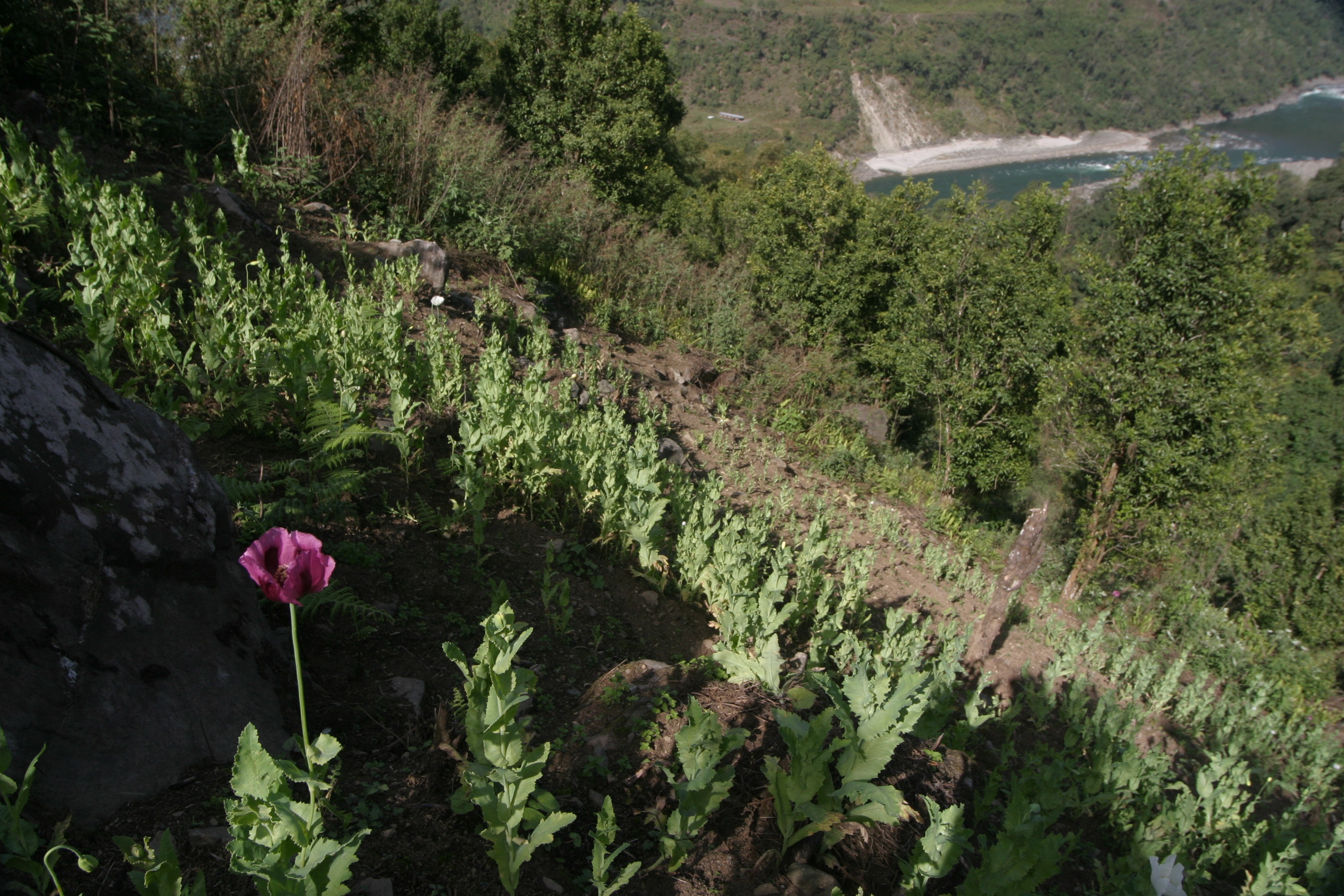 poor man's opium field on a steep hill side (photo: Romesh Bhattacharji)